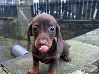 Miniature Dachshund dogs Last females Miniature Dachsunds - Advert 14