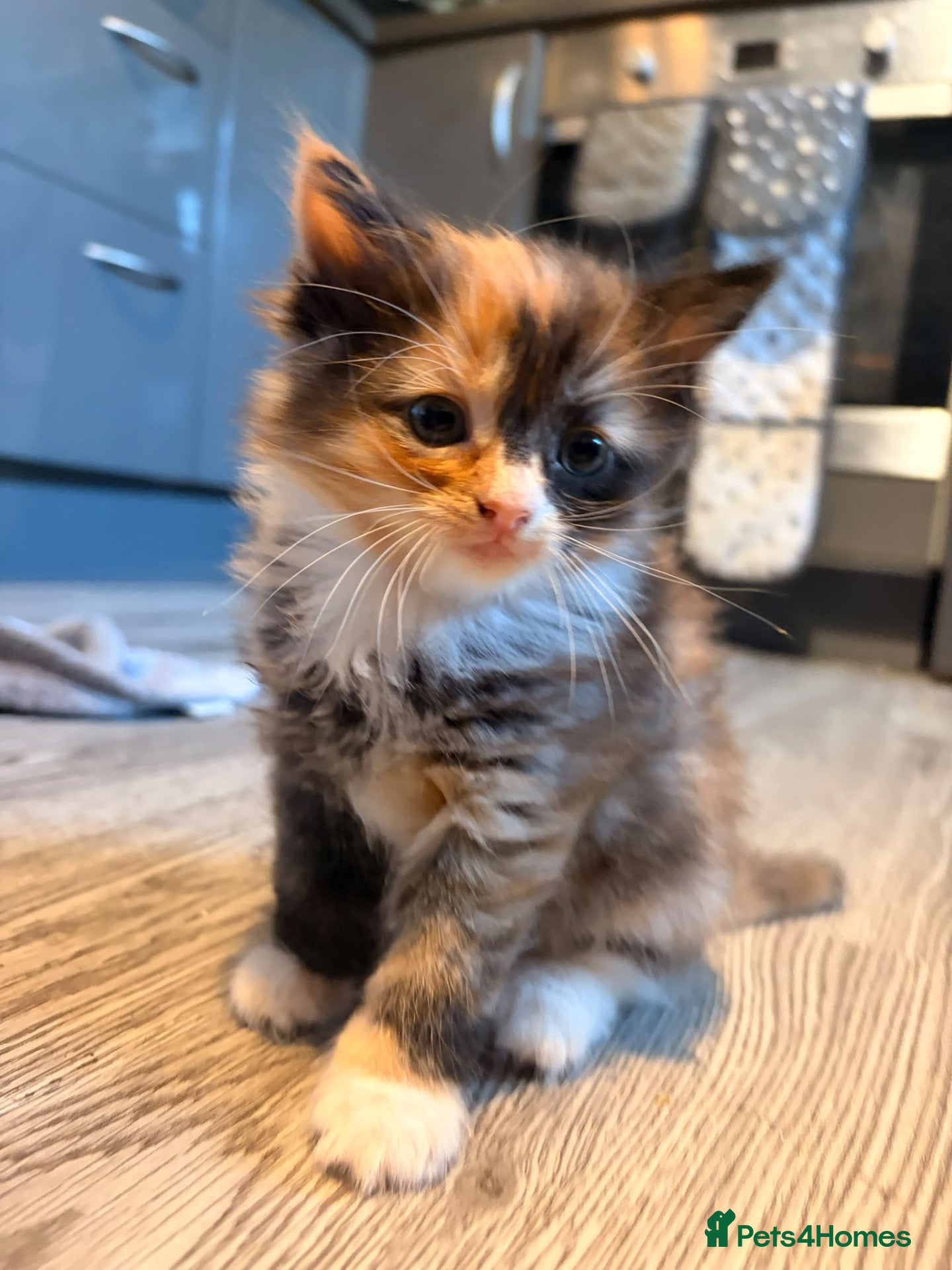 British Longhair cats Fluffy Kittens  - Advert 1