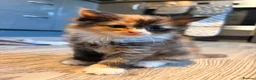 British Longhair cats for sale: Fluffy Kittens  - Advert 1
