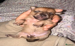 Mixed Breed dogs for sale: 6 jackmix puppies ready end of December  - Advert 7