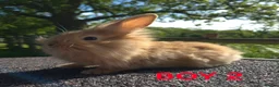 Lionhead rabbits for sale: Beautiful lionheads  - Advert 2