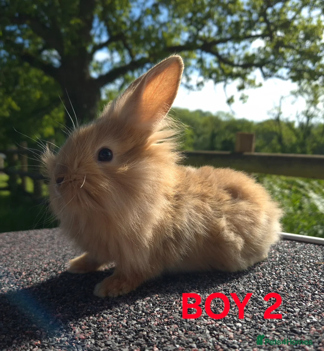 Lionhead rabbits for sale: Beautiful lionheads  - Advert 2