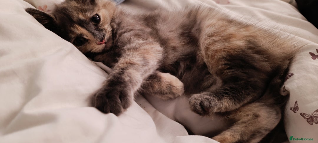 Mixed Breed cats for sale: Maine coon X ragdoll X English short haired  - Advert 20