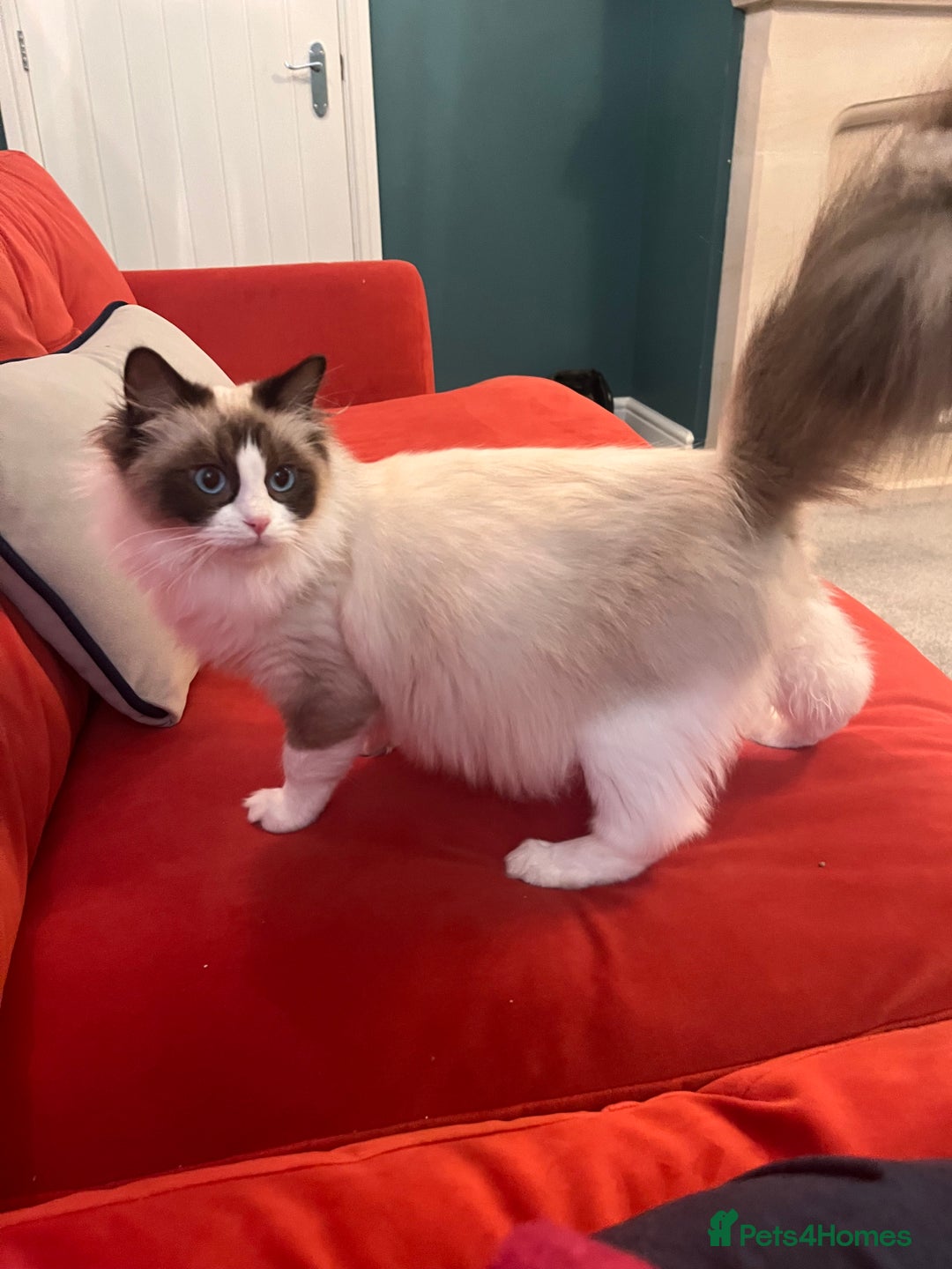 Ragdoll cats for sale: Chunky Quality EU Ragdoll babies - Image 20