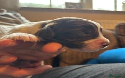 English Springer Spaniel dogs for sale: Liver and white springer spaniel puppies  - Image 4