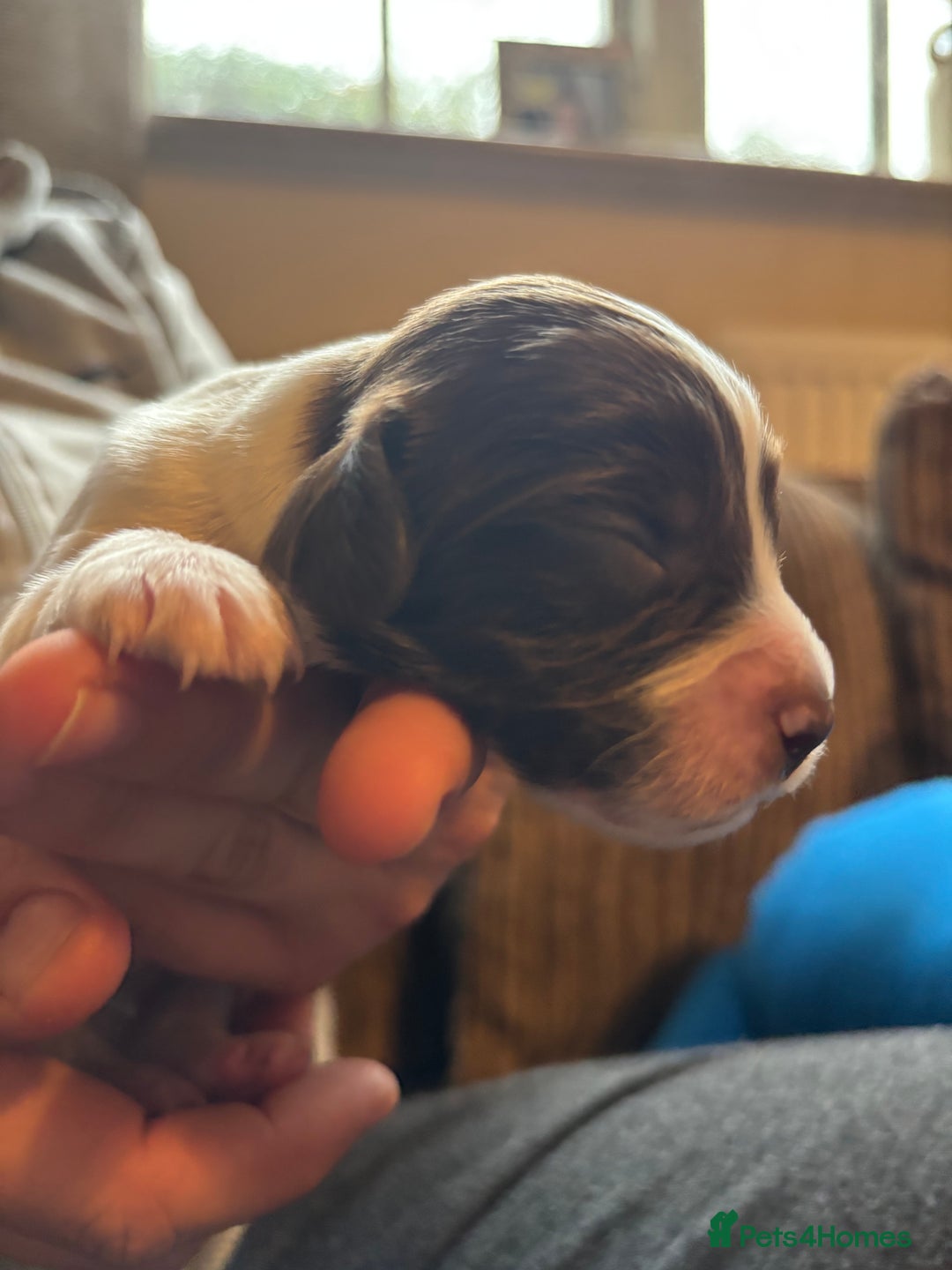 English Springer Spaniel dogs for sale: Liver and white springer spaniel puppies  - Image 4