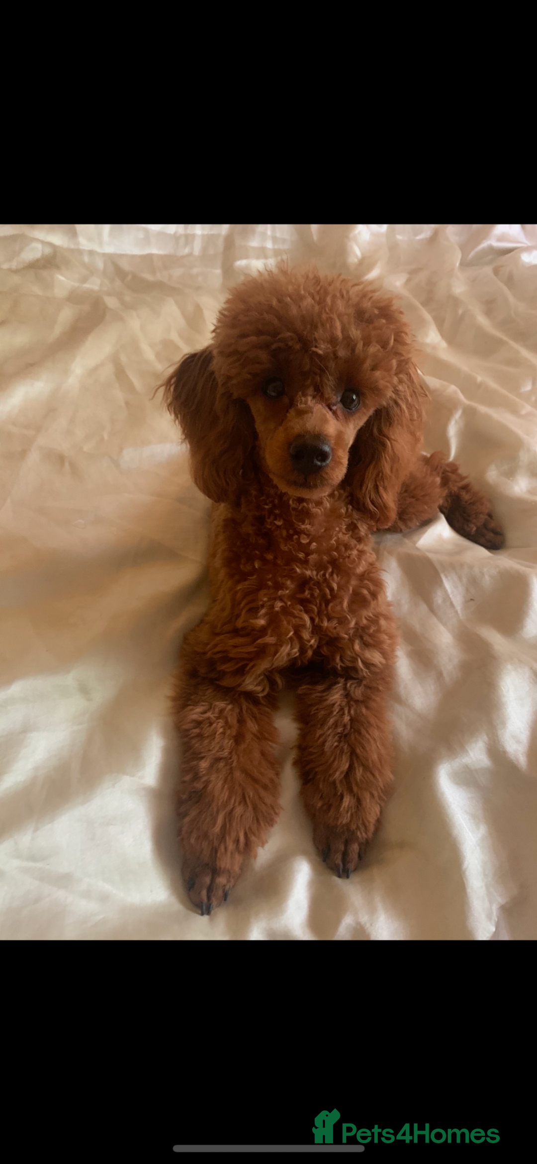 Cockapoo dogs for sale: F1 cockerpoo puppies  - Advert 3