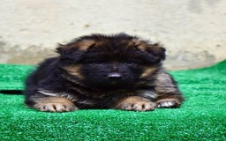 German Shepherd dogs for sale: Stunning German Shepherd Puppies  - Image 3