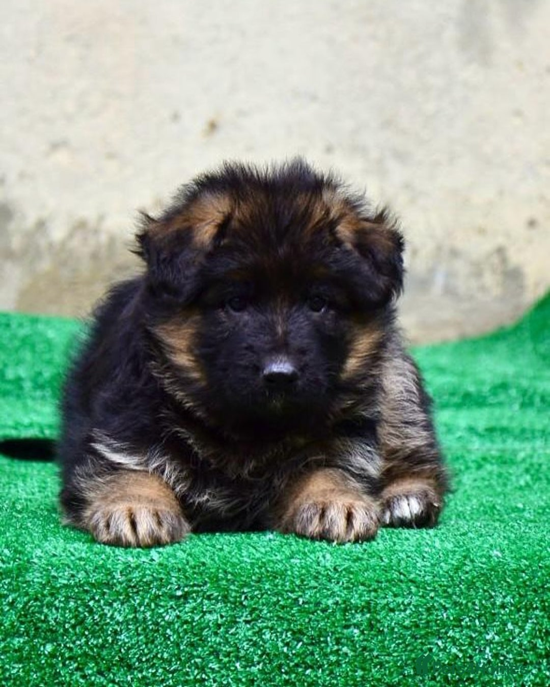 German Shepherd dogs for sale: Stunning German Shepherd Puppies  - Image 3