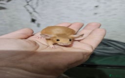 Mouse rodents for sale: Fancy mice females - Image 10