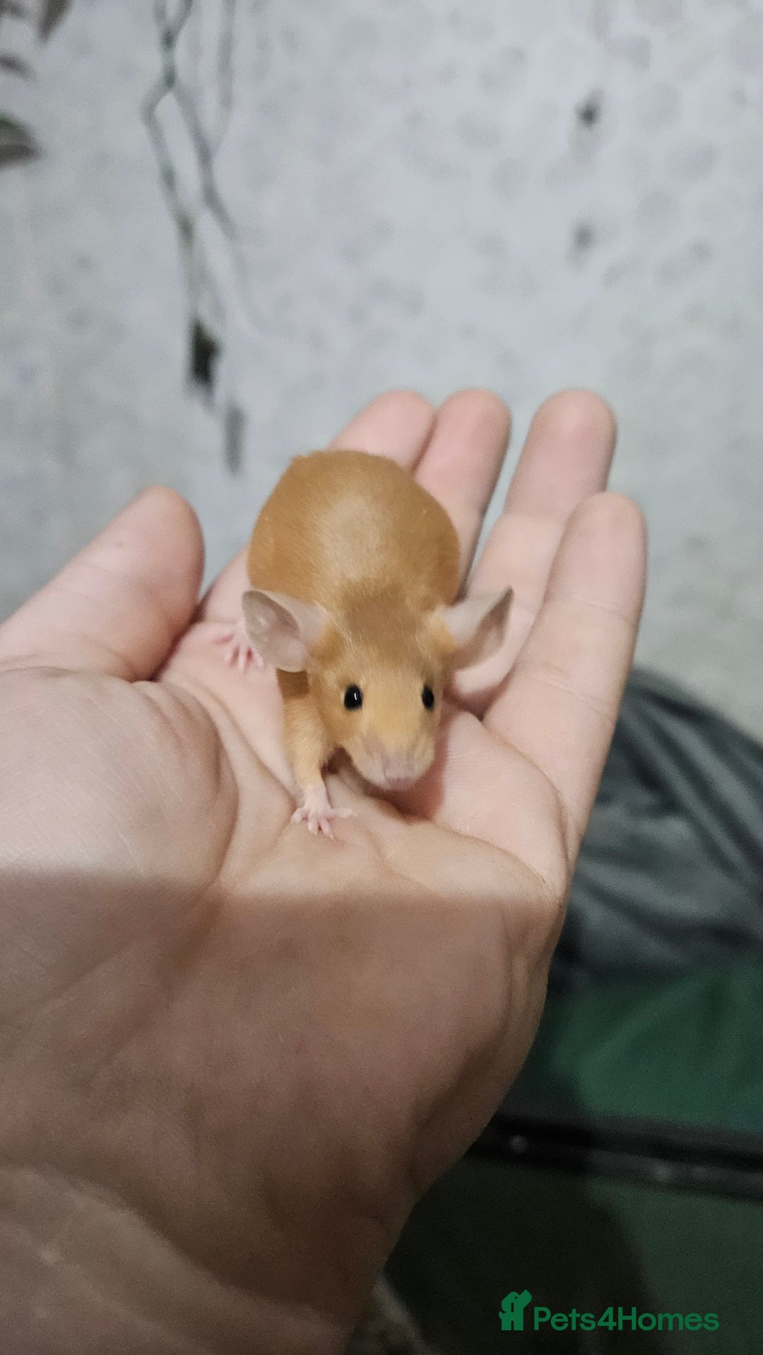 Mouse rodents for sale: Fancy mice females - Image 10