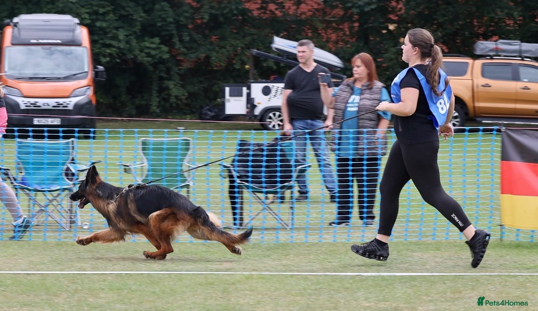 German Shepherd dogs for sale: TOP quality long coat puppies - Image 15