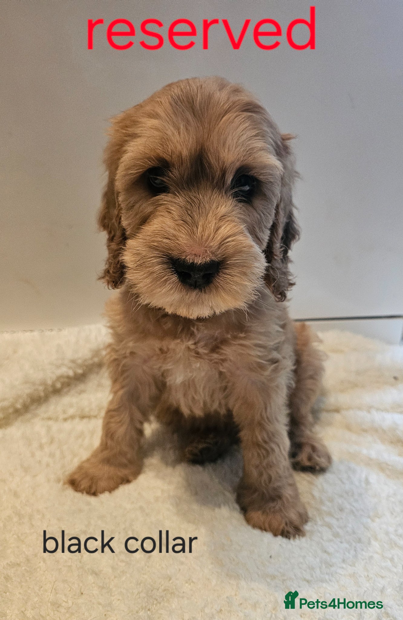 Cockapoo dogs LAST 2BOYS AVAILABLE  F1 cockapoo puppies  - Advert 1