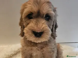 Cockapoo dogs LAST 2BOYS AVAILABLE F1 cockapoo puppies - Advert 6