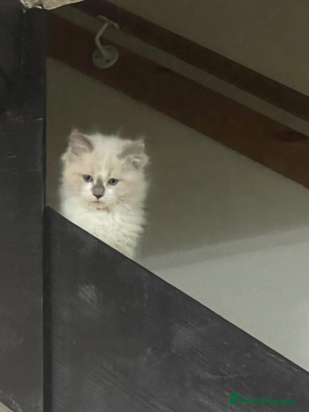 Ragdoll cats for sale: Reduced🌟CHAMPION🌟FATHER GCCF 🌟BLOODLINE RAGDOLL - Advert 15