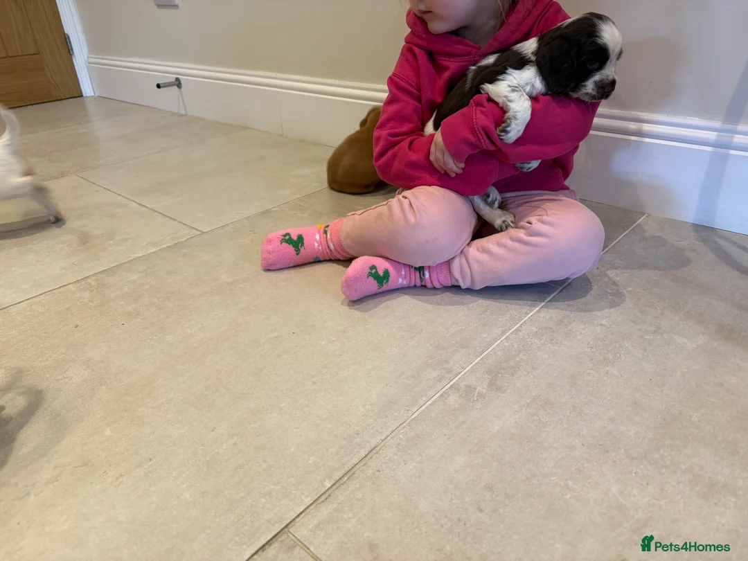 Cocker Spaniel dogs for sale: Gorgeous KC reg, working cocker spaniel pups  - Advert 3