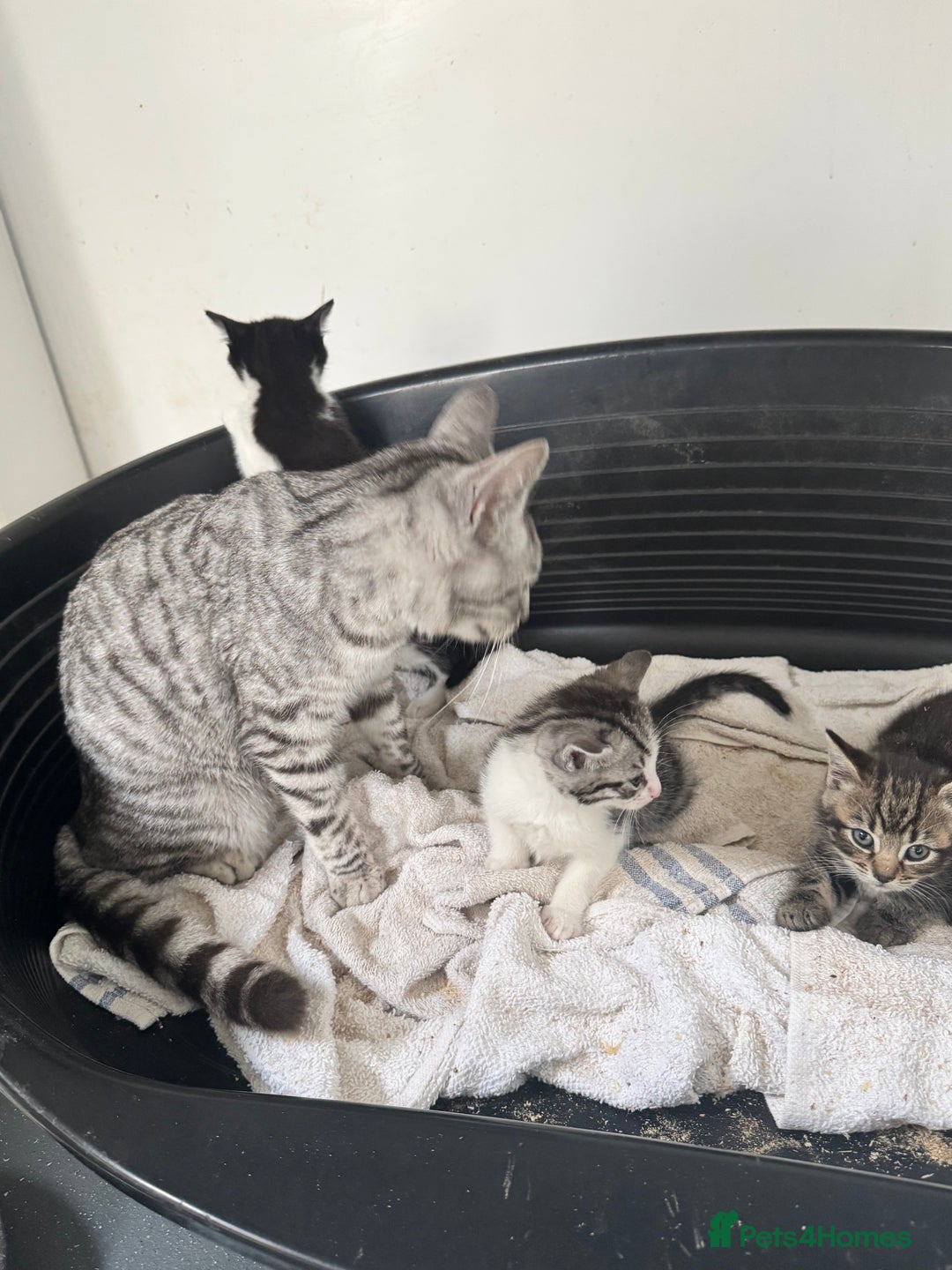 Mixed Breed cats for sale: 4 cute kittens  - Advert 11