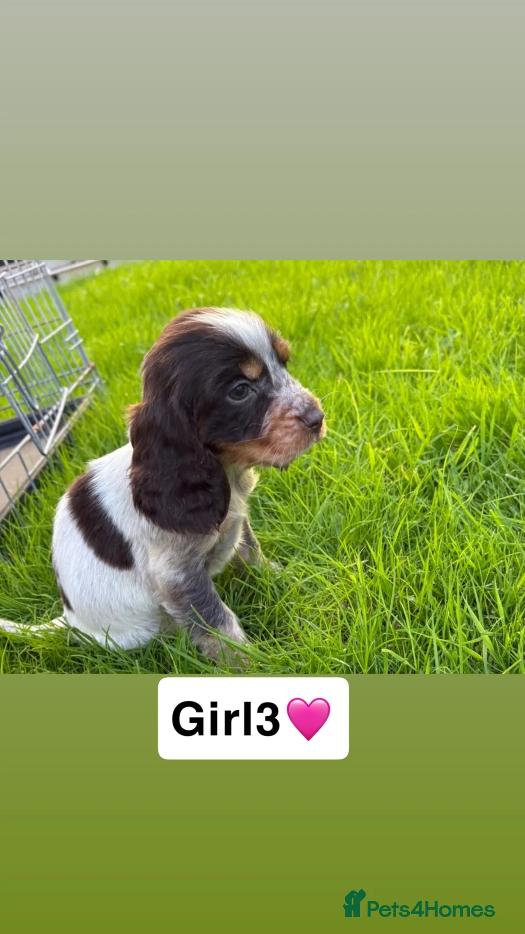 Cocker Spaniel dogs for sale: Show cocker spaniel - Advert 2