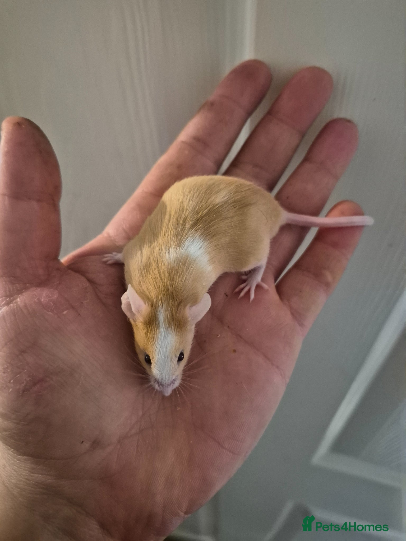 Mouse rodents 4 Cute Fancy Mice - Advert 1