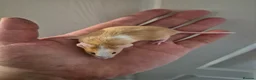Mouse rodents for sale: 4 Cute Fancy Mice - Advert 1