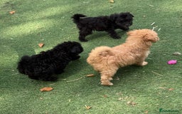 Mixed Breed dogs for sale: Cockerpoo cross puppies - Image 5