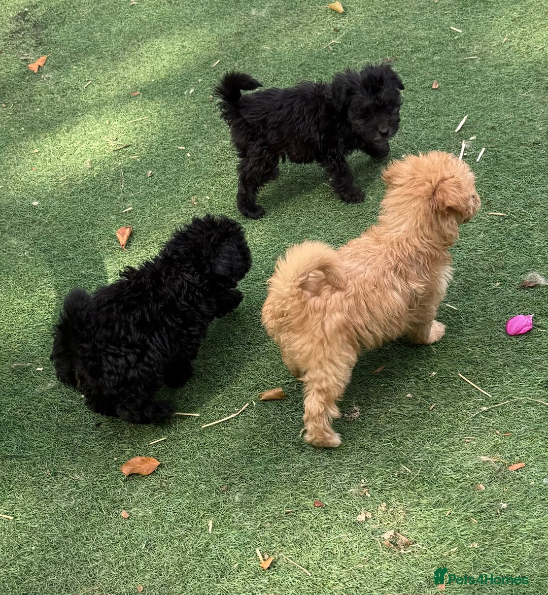 Mixed Breed dogs for sale: Cockerpoo cross puppies - Image 5