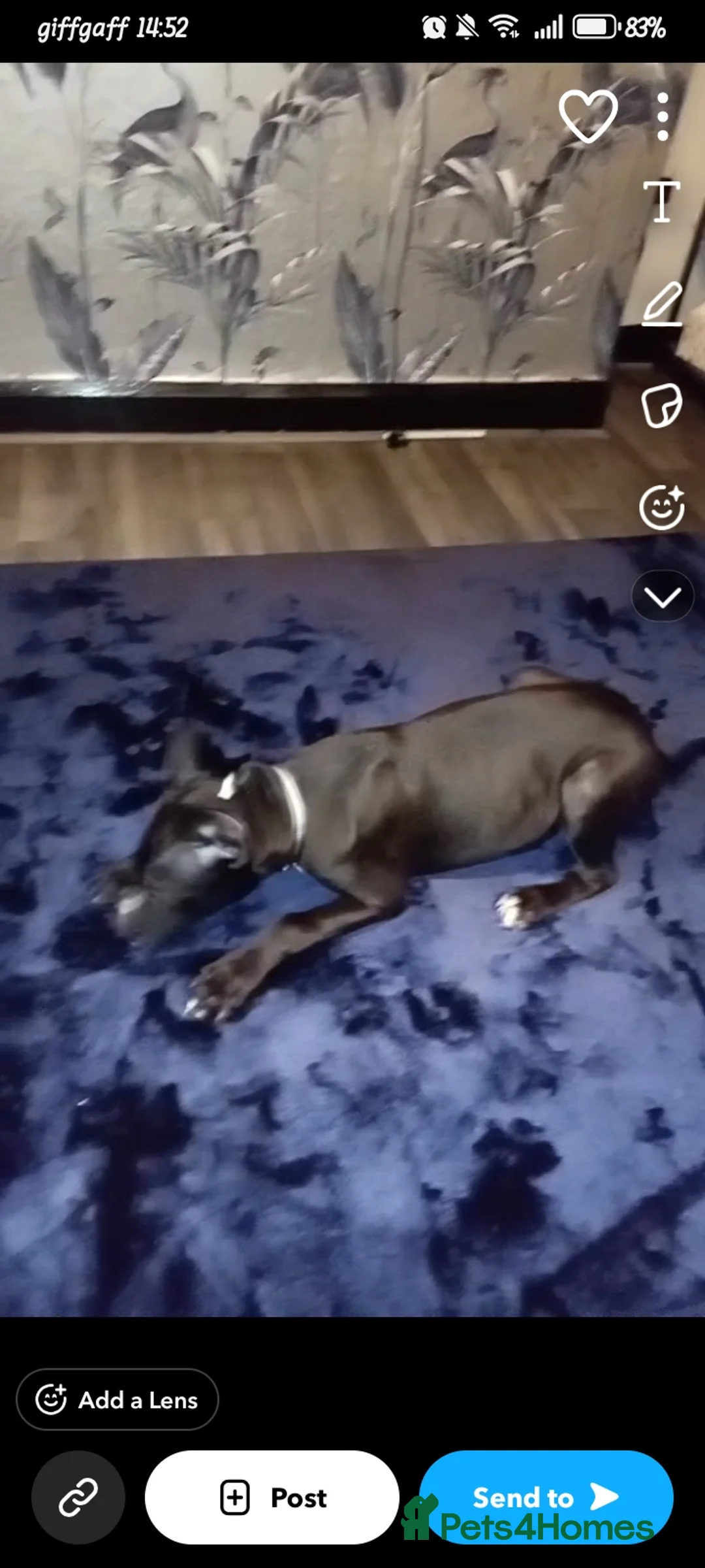 Mixed Breed dogs for sale: Male his nane is odin - Advert 4