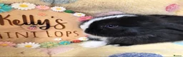 Mini Lop rabbits for sale: Purebred Mini Lops 🐰  - Advert 2