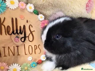 Mini Lop rabbits Purebred Mini Lops 🐰 - Advert 2