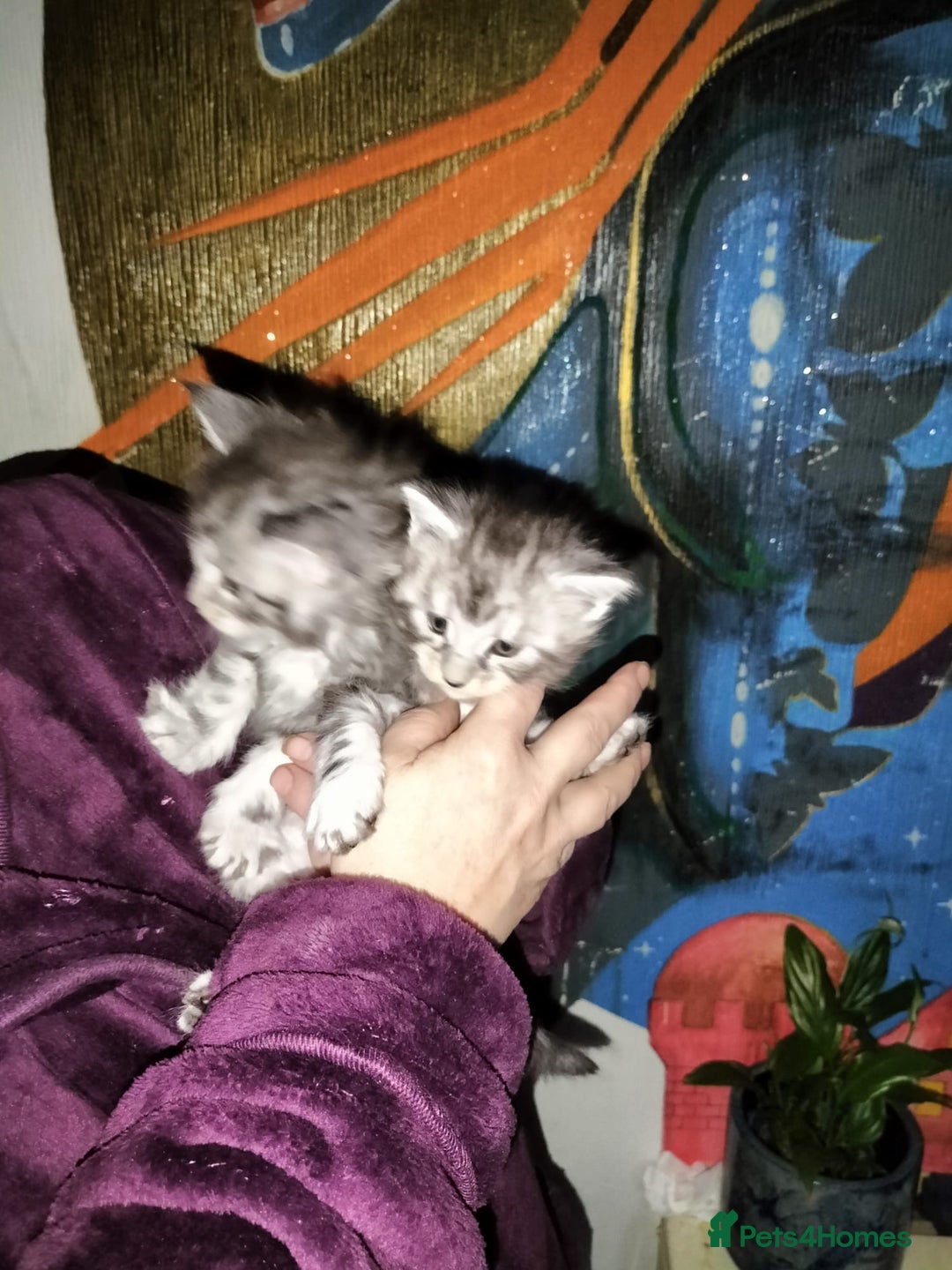 Maine Coon cats for sale: Maine coone kittens  - Advert 13