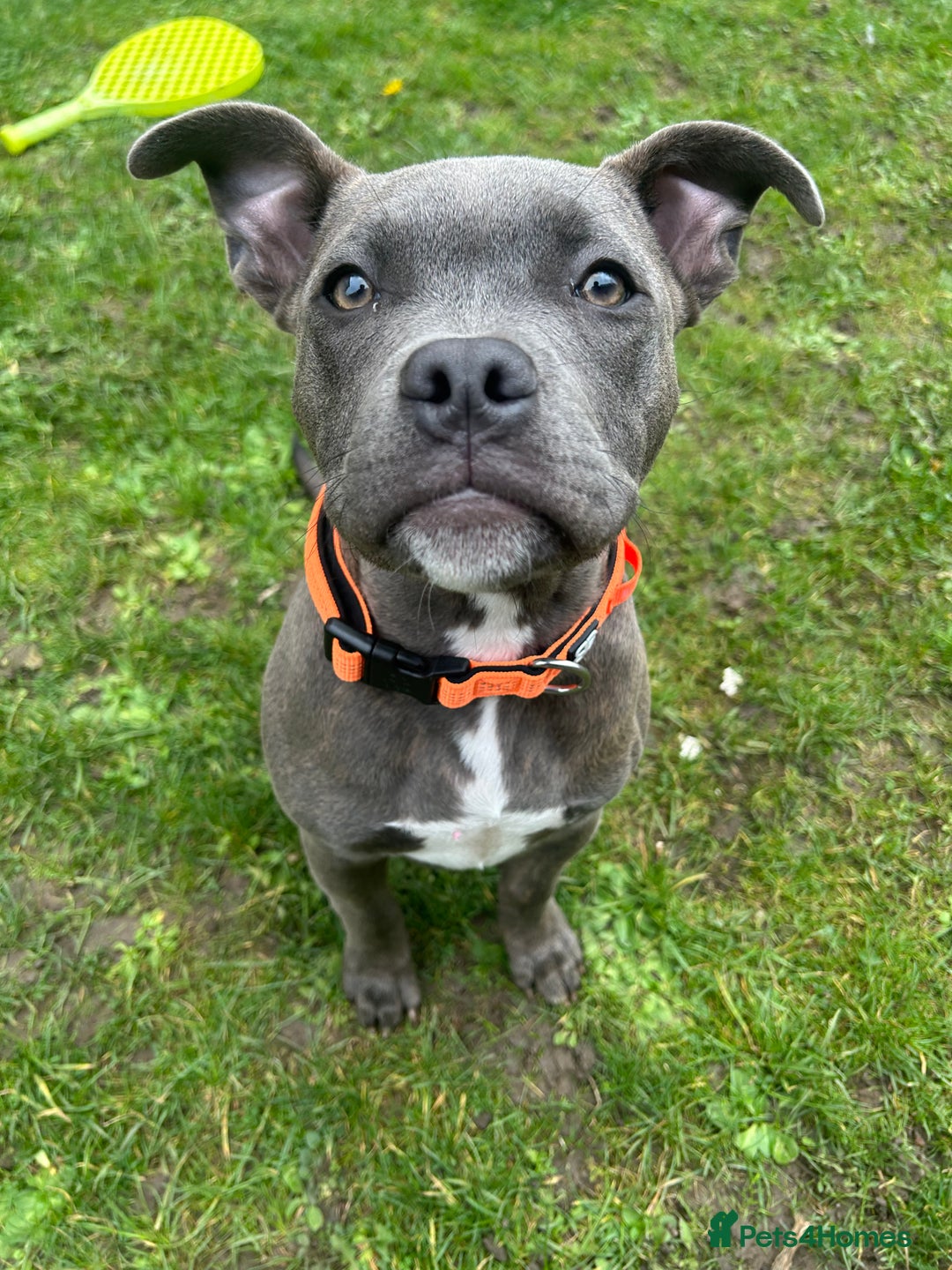Staffordshire Bull Terrier dogs for stud: Kingston: Staffy cross stud  in Ilford - Image 4