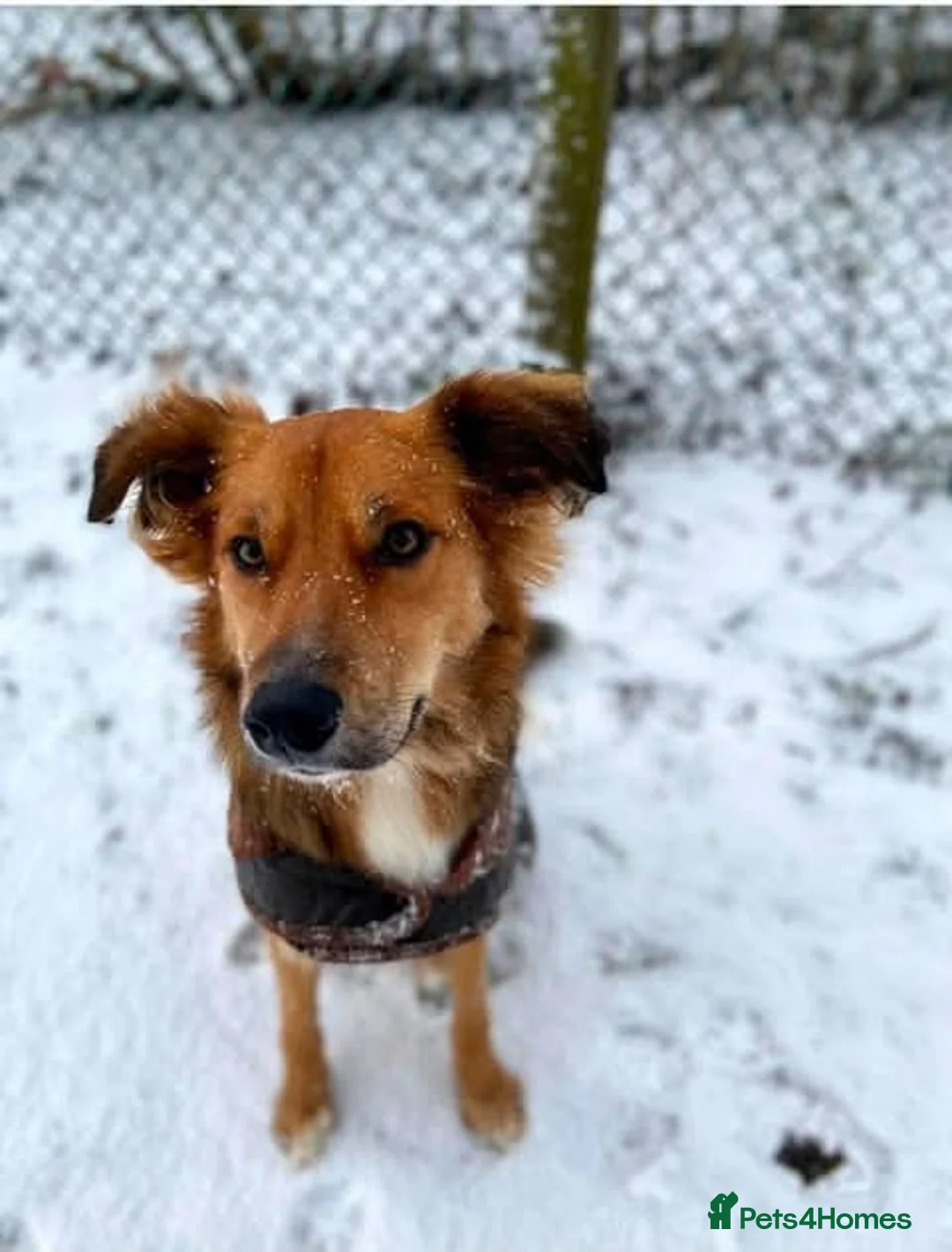 Mixed Breed dogs for adoption: Meet Bear, currently residing in Lincolnshire  in Lincoln - Advert 7