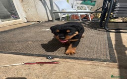 Rottweiler dogs for sale: Championship full pedigree Rottweilers! **1 left** - Image 14