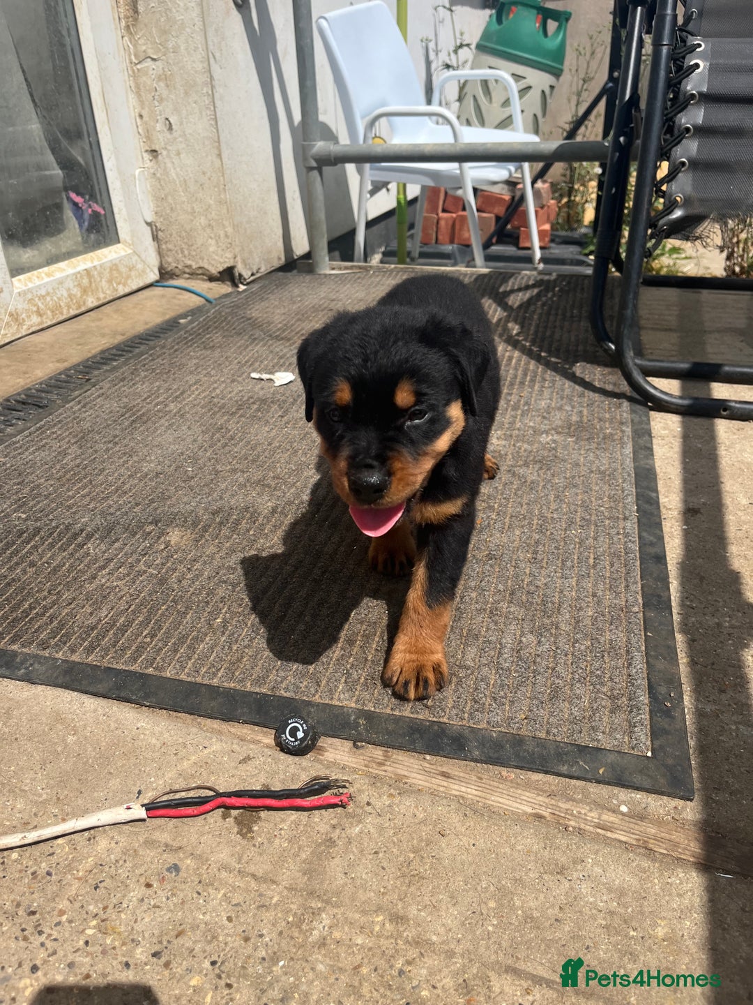 Rottweiler dogs for sale: Championship full pedigree Rottweilers! **1 left** - Image 14