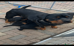 Rottweiler dogs for sale: Outstanding litter of Rotweiller Puppies  - Image 4