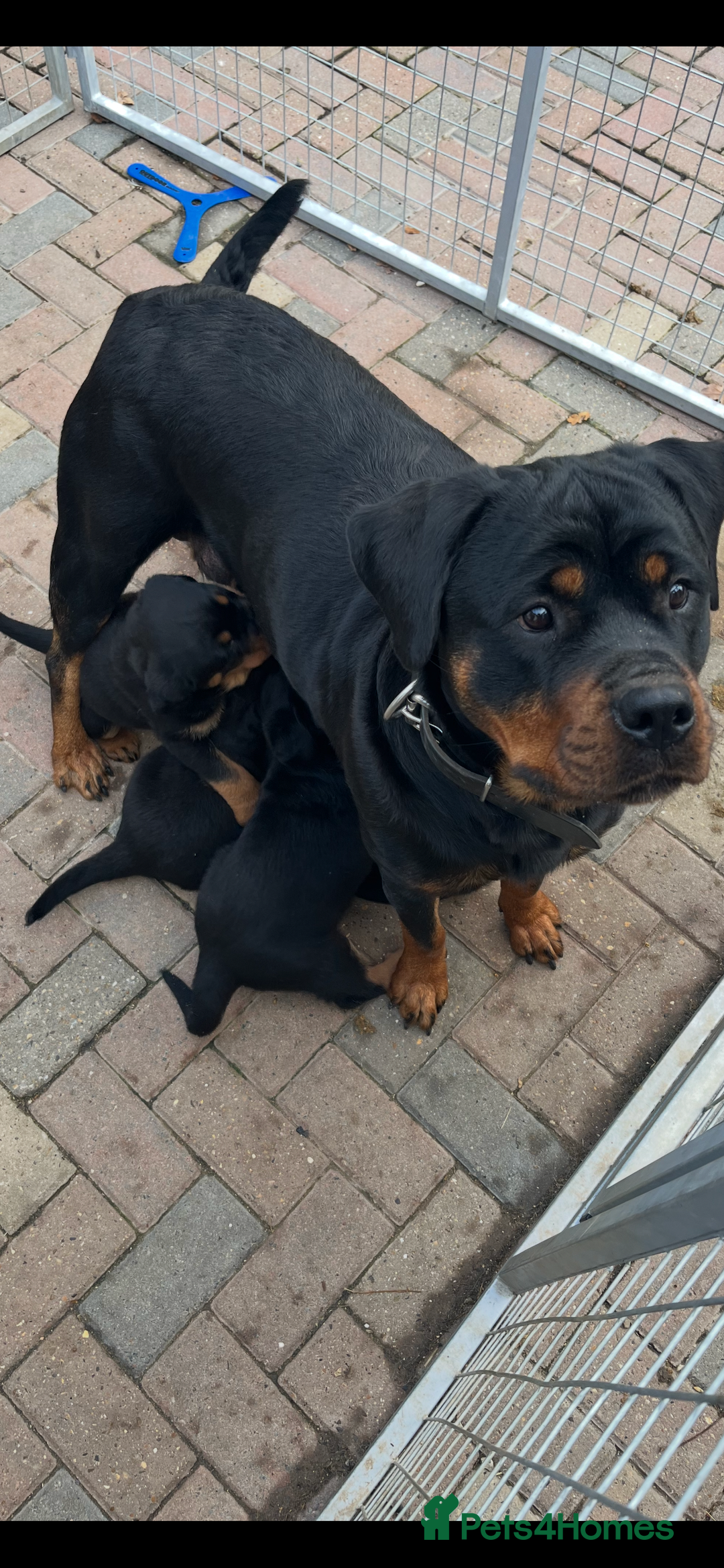 Rottweiler dogs for sale: Outstanding litter of Rotweiller Puppies  - Image 4