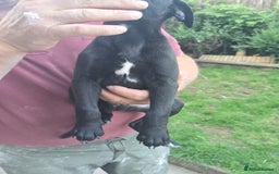 Mixed Breed dogs for sale:  Whippet × Patterdale Dog Pups - Image 11