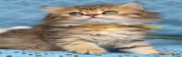 British Longhair cats for sale: British Longhair golden shaded kittens TICA - Advert 22