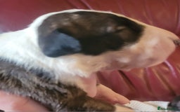 English Bull Terrier dogs for sale: ENGLISH BULL TERRIER,LITTER DUE 8TH OCTOBER  - Image 16