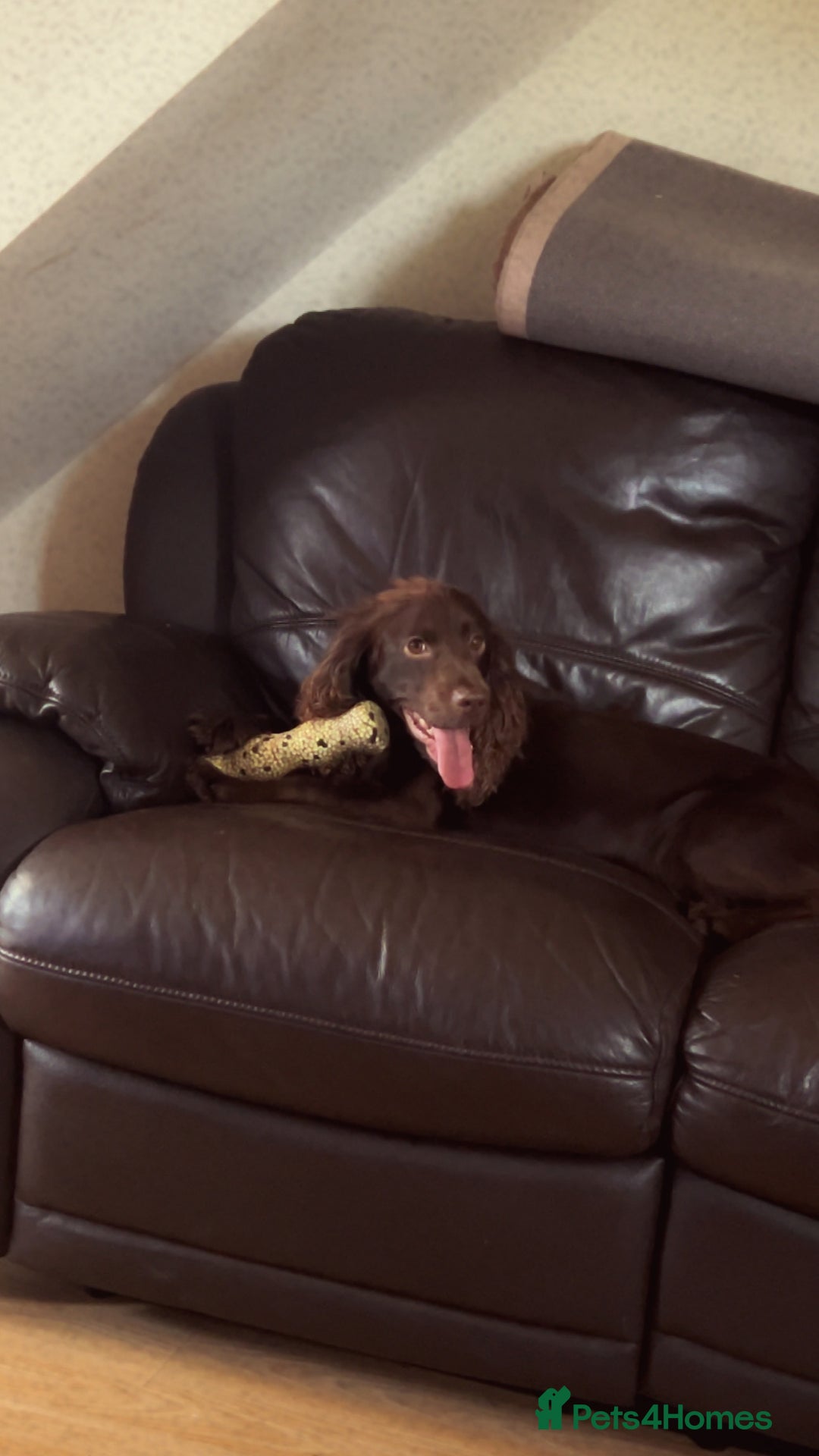 Cockapoo dogs for sale: ⭐️Stunning F1 cockapoo puppies⭐️ - Advert 7