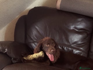 Cockapoo dogs ⭐️Stunning F1 cockapoo puppies⭐️ - Advert 14