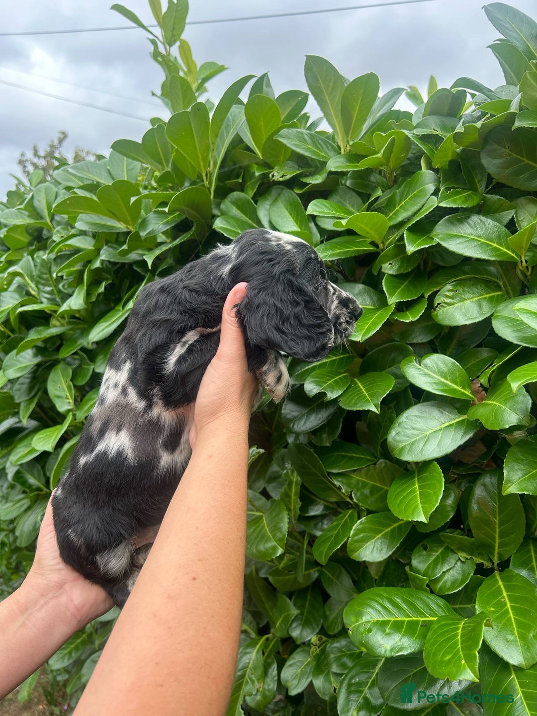 Cocker Spaniel dogs for sale: Beautiful litter of working cocker spaniel puppy’s - Image 9