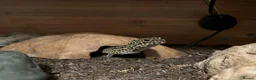 Leopard Gecko reptiles for sale: Leopard Gecko and all the set up  in Wilmslow - Advert 1