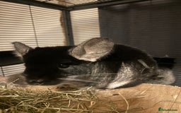 Chinchilla rodents for sale: Two female chinchillas for rehoming with cage - Advert 6