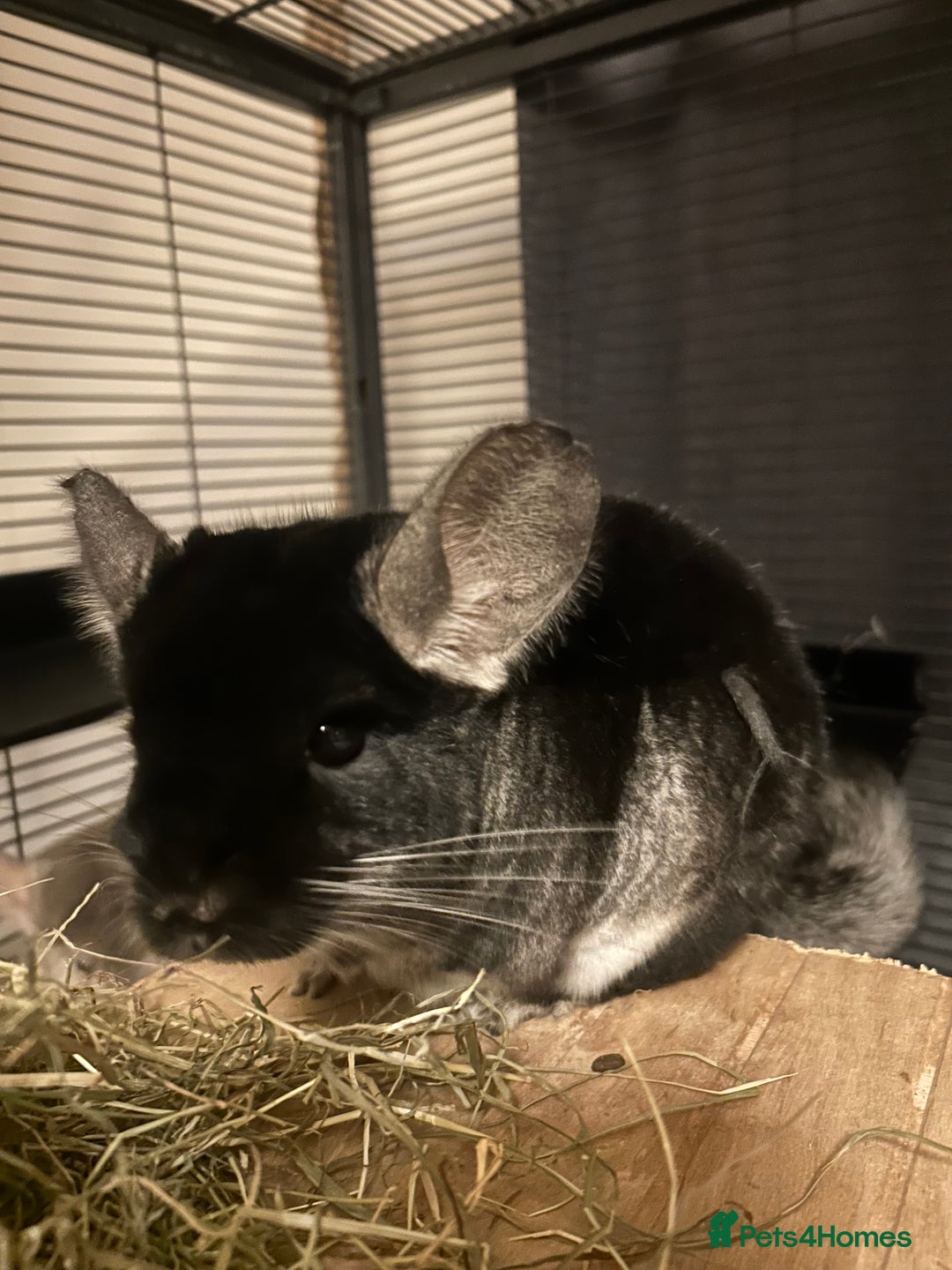 Chinchilla rodents for sale: Two female chinchillas for rehoming with cage - Advert 6