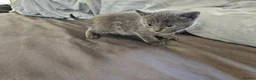 Russian Blue cats for sale: Pure Bred Russian Blue Kittens - Advert 14