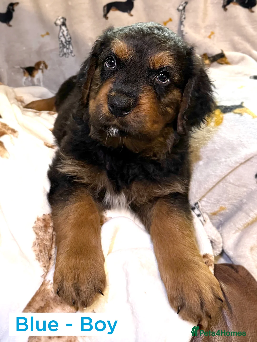 Rottweiler dogs for sale: Rottweiler Puppies Available – 2 Girls & 1 Boy 🐾 - Advert 8