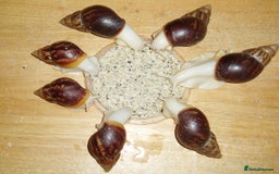 Snails invertebrates for sale: JADE GIANT AFRICAN LAND SNAILS. - Image 3