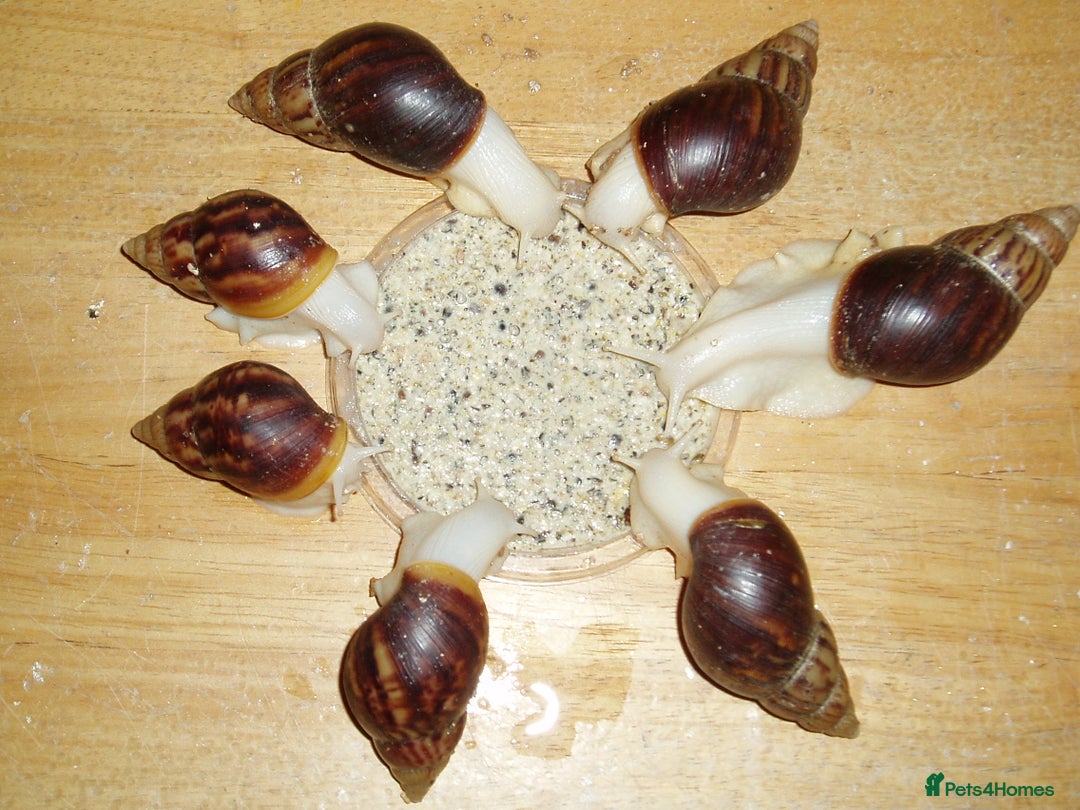 Snails invertebrates for sale: JADE GIANT AFRICAN LAND SNAILS. - Image 3