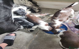 English Springer Spaniel dogs for sale: KC Registered ESS Pups *WELL MARKED* - Image 33